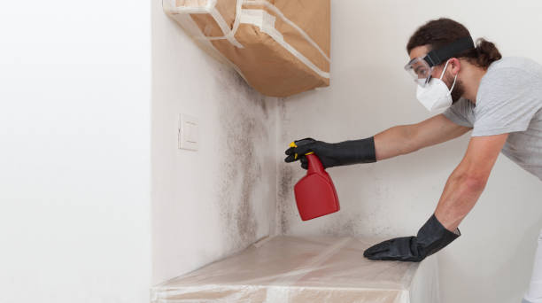 Professional Black Mold Remediation technician working in Bartlett, TX