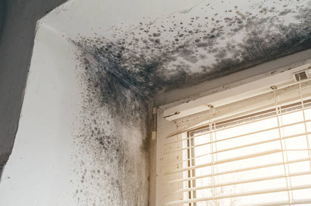 Affordable Black Mold Remediation solutions in Bartlett, TX